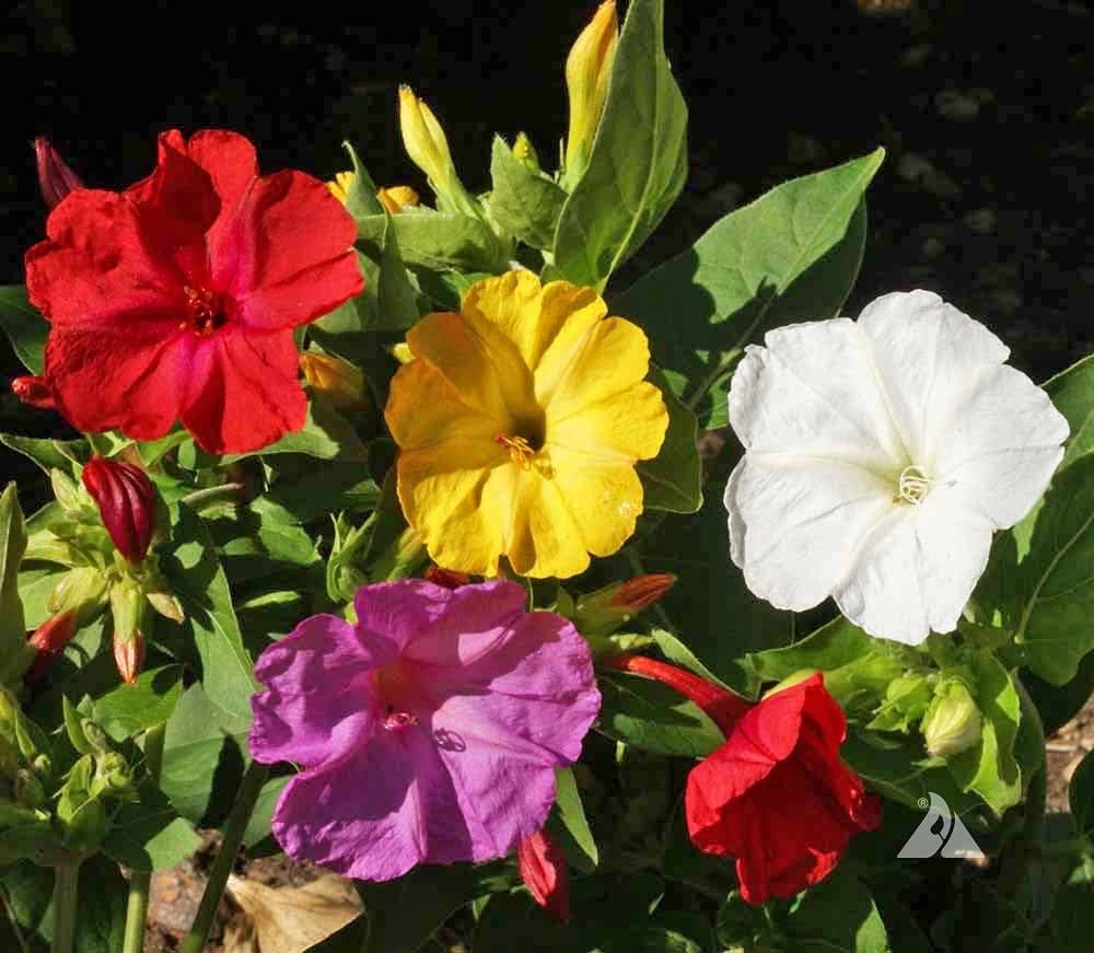 Mirabilis Jalapa Flower Seeds, Complete Planting Guide