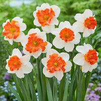 Orange White Narcissus Flower seeds for Planting Wildflower Mix Heirloom & GMO Free Seeds for Home Garden