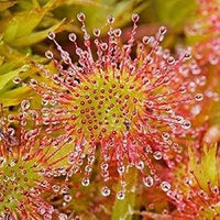 Green Hardy Sundew Flower seeds for Planting - Garden Favorite, Heirloom & GMO Free Seeds for Home Garden
 
 Sale seeds for home garden