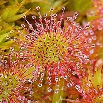Green Hardy Sundew Flower seeds for Planting - Garden Favorite, Heirloom & GMO Free Seeds for Home Garden
 
 Sale seeds for home garden