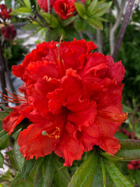 Red Rhododendron Seeds for Planting - Perennial Blooms