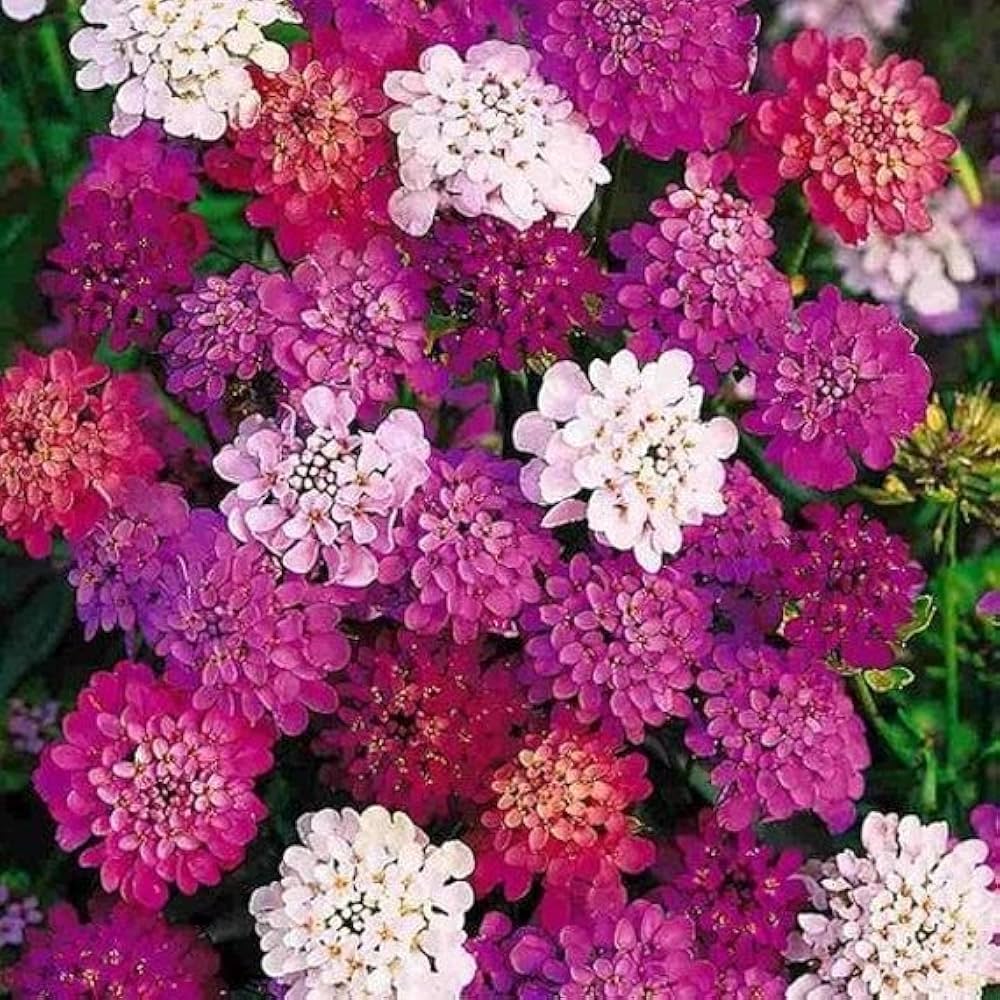 Mix Candytuft Flower Seeds for Planting - Colorful Annual Blooms for Vibrant Gardens