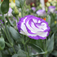 Violet White Lisianthus Flower seeds for Planting - Garden Favorite, Heirloom & GMO Free Seeds for Home Garden