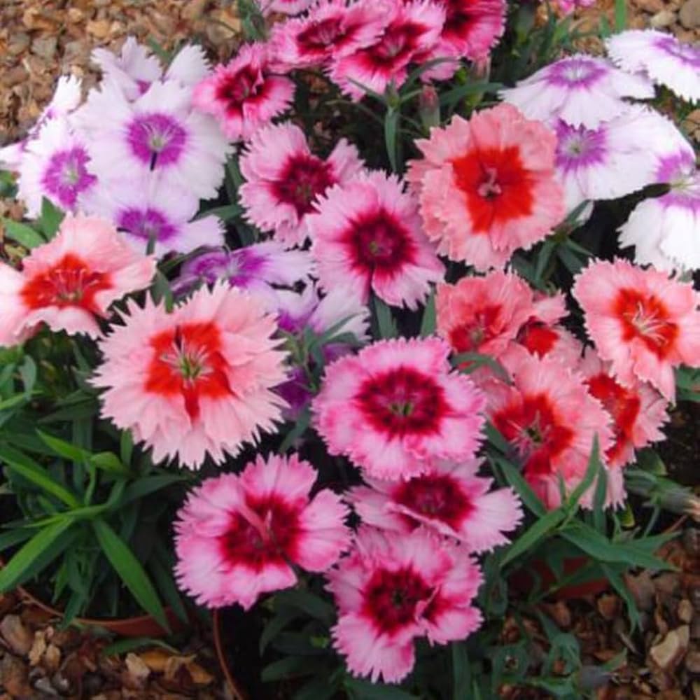 White Red Dianthus Flower seeds for Planting Fragrant Blossoms Heirloom & GMO Free Seeds for Home Garden
 
 Sale