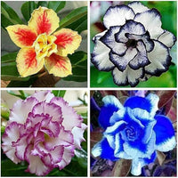 Mixed Adenium Flower Seeds for Planting Sun Loving Heirloom & GMO Free Seeds for Home Garden
 
 Sale