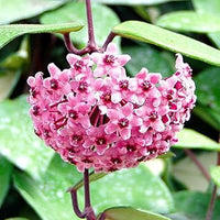Hoya Carnosa Flower seeds for Planting - Seasonal Bloomer, Heirloom & GMO Free Seeds for Home Garden
 
 Sale for planting in home garden