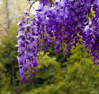 Wisteria Flower seeds for Planting - Drought Tolerant, Heirloom & GMO Free Seeds for Home Garden