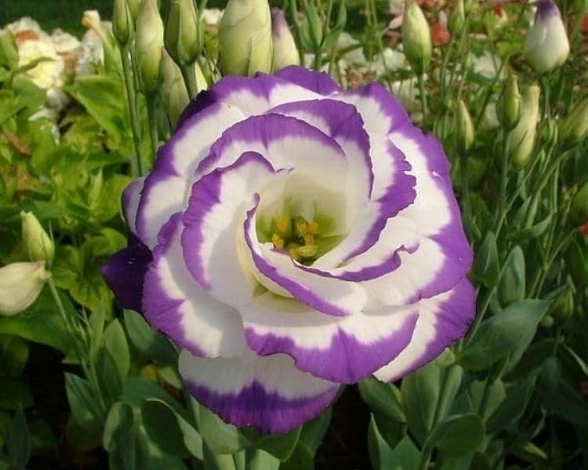 Violet White Lisianthus Flower seeds for Planting - Garden Favorite, Heirloom & GMO Free Seeds for Home Garden
