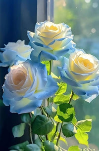 Blue Cream Rose Flower seeds for Planting - Cottage Garden Essential, Heirloom & GMO Free Seeds for Home Garden