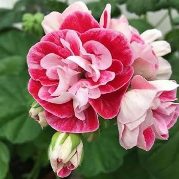 Pink Red Geranium Flower Seeds for Planting Compact Growth Heirloom & GMO Free Seeds for Home Garden
 
 Sale