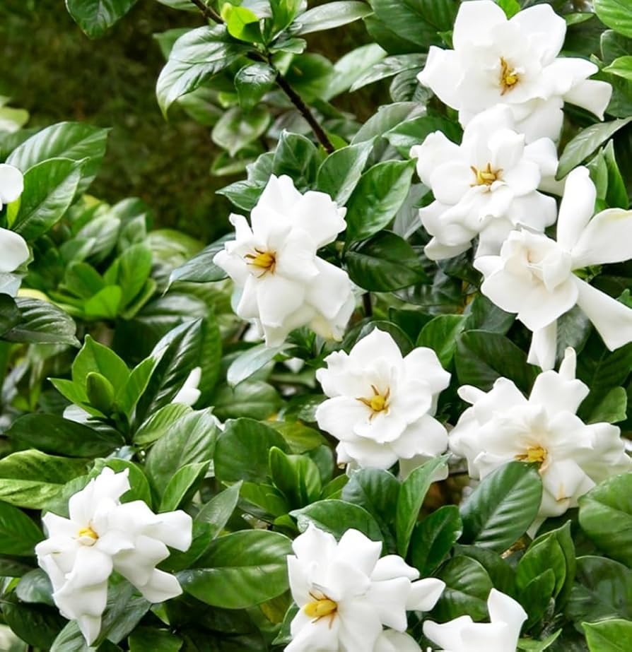 White Gardenia Jasminoides Flower Seeds for Planting - Fragrant Garden Perennial Blooms