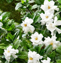 White Gardenia Jasminoides Flower Seeds for Planting - Fragrant Garden Perennial Blooms