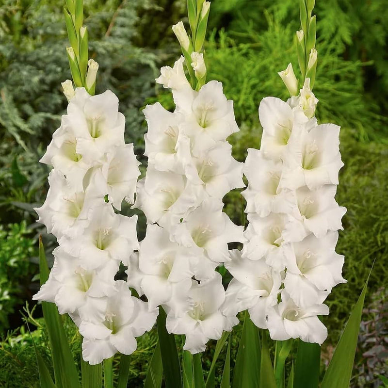 Cream White Gladiolus Flower seeds for Planting Full Bloom Heirloom & GMO Free Seeds For Home Garden 
 
 Sale