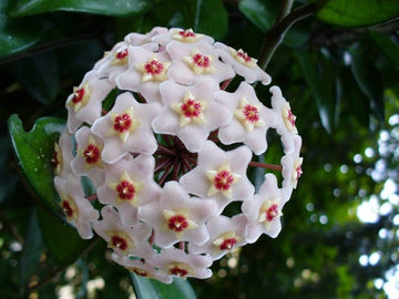 Hoya Flower seeds for Planting, Long Bloom Season Heirloom & GMO Free Seeds for Home Garden