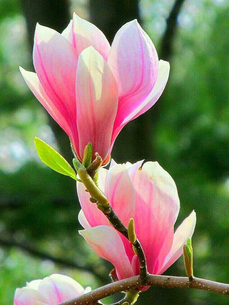 Light Pink Yulan Flower seeds for Planting - Vibrant Colors, Heirloom & GMO Free Seeds for Home Garden