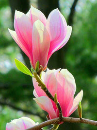 Light Pink Yulan Flower seeds for Planting - Vibrant Colors, Heirloom & GMO Free Seeds for Home Garden