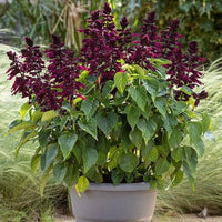 Lavender Salvia Vista Seeds for Planting Balcony Garden Flower Beds