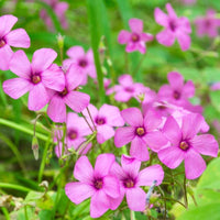 Magenta Flower seeds for Planting Shade Tolerant Heirloom & GMO Free Seeds for Home Garden