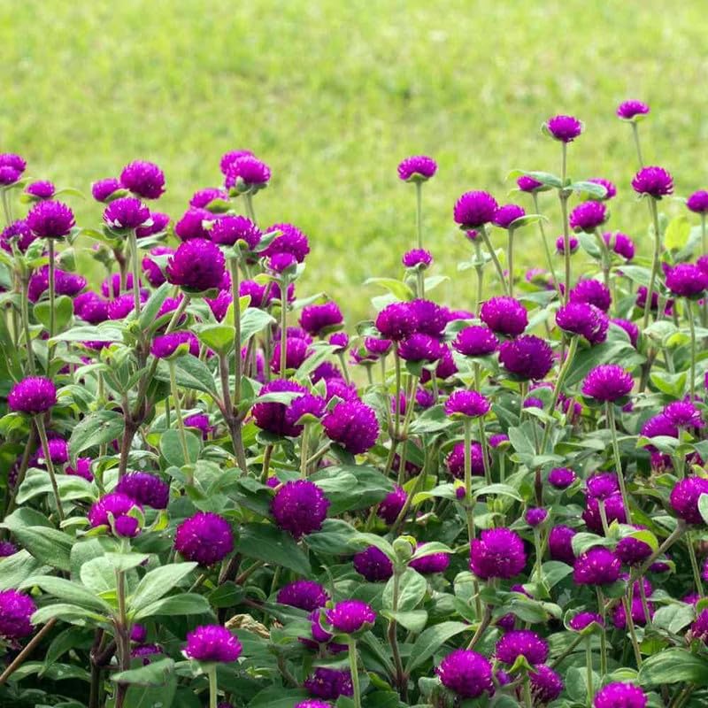 Gnome Series Gomphrena Seeds for Planting