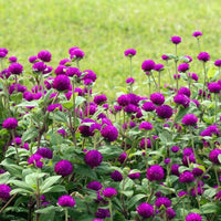 Gnome Series Gomphrena Seeds for Planting