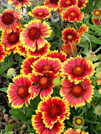 Yellow Red Danova Copper Flower seeds for Planting - Premium Quality, Heirloom & GMO Free Seeds for Home Garden