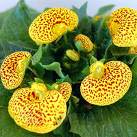 Yellow Red Calceolaria Flower seeds for Planting - Colorful Display, Heirloom & GMO Free Seeds for Home Garden