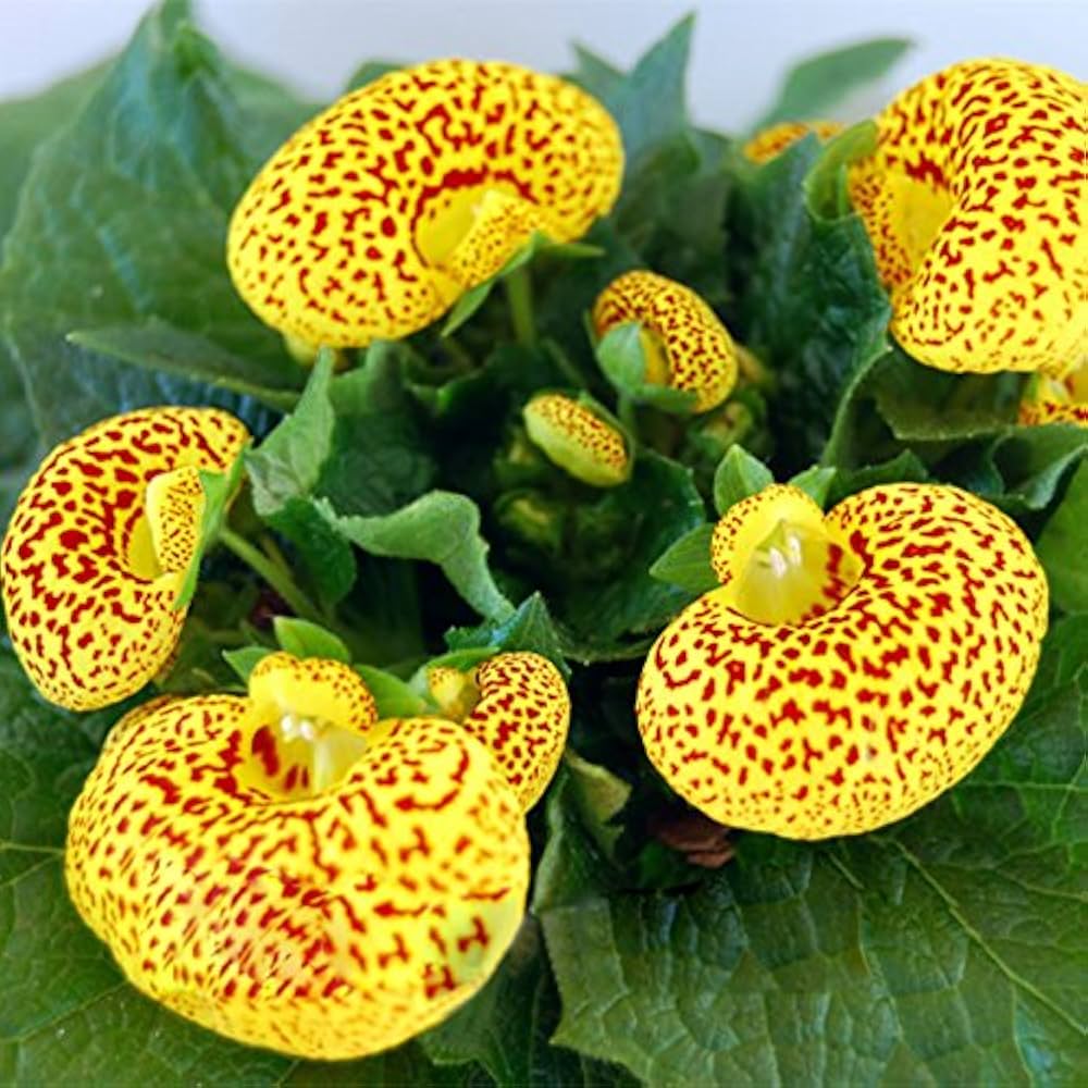 Calceolaria Flower seeds for Planting Cut Flower Favorite Heirloom & GMO Free Seeds for Home Garden