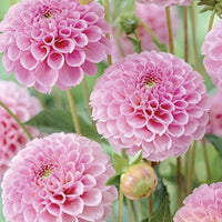 Pink Pompon Dahlia Flower seeds for Planting - Cottage Garden Essential, Heirloom & GMO Free Seeds for Home Garden