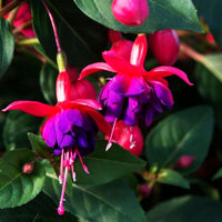 Heirloom Fuchsia Flower seeds for Planting Fragrant Blossoms Heirloom & GMO Free Seeds for Home Garden