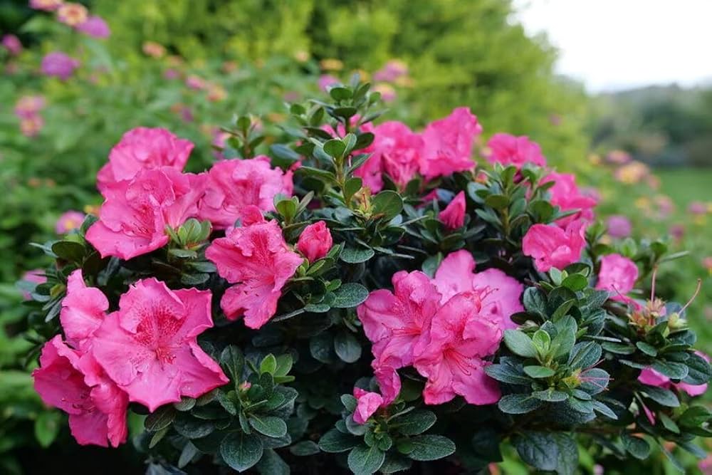 Pink Rhododendron Azalea Flower Seeds Flower seeds for Planting Bright Blooms Heirloom & GMO Free Seeds for Home Garden
 
 Sale