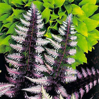 Purple Fern Pteridophyta for Planting heirloom & Non GMO Seeds Vibrant Colors 
 
 Sale