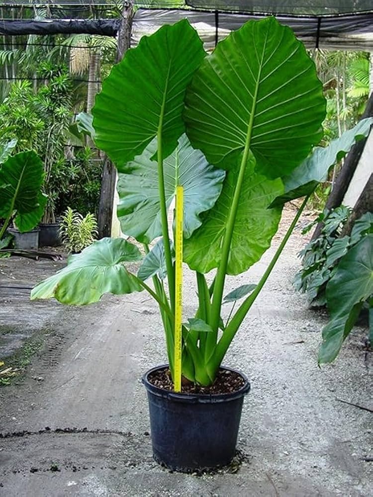 Alocasia Macrorrhiza Flower seeds for Planting Cut Flower Favorite Heirloom & GMO Free Seeds for Home Garden
 
 Sale