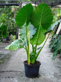 Alocasia Macrorrhiza Flower seeds for Planting Cut Flower Favorite Heirloom & GMO Free Seeds for Home Garden
 
 Sale