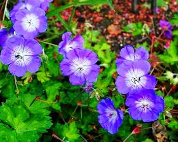 Cranesbill Geranium Seeds for Planting - Perennial Flowering Seeds