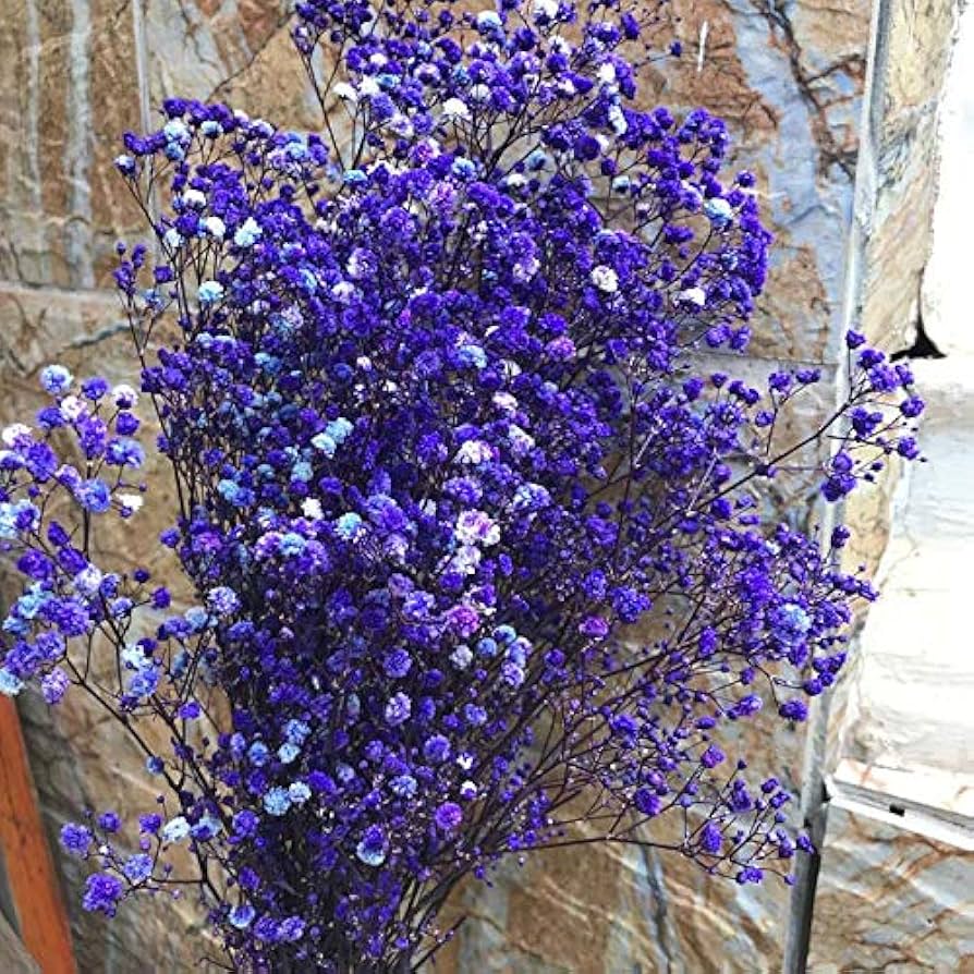Dark Purple Gypsophila Flower Seeds - Perfect for Bold Floral Arrangements