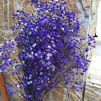 Dark Purple Gypsophila Flower Seeds - Perfect for Bold Floral Arrangements