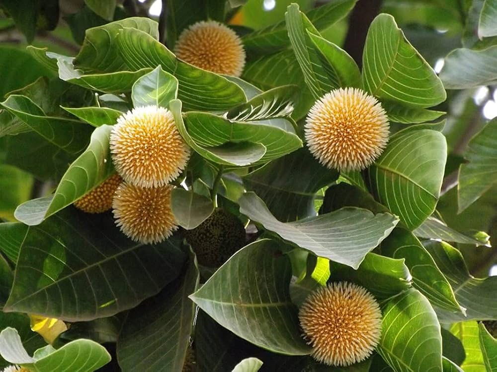 Green Anthocephalus Kadamba Flower seeds for Planting - Colorful Display, Heirloom & GMO Free Seeds for Home Garden