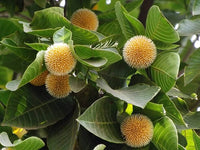 Green Anthocephalus Kadamba Flower seeds for Planting - Colorful Display, Heirloom & GMO Free Seeds for Home Garden