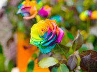 Multi-Color Rose Seeds: Ideal for Stunning Planting Displays