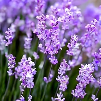 Thick Blue Lavender Flower seeds for Planting Vibrant Colors Heirloom & GMO Free Seeds for Home Garden 
 
 Sale