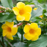 Yellow Madia Flower seeds for Planting - Shade Tolerant, Heirloom & GMO Free Seeds for Home Garden