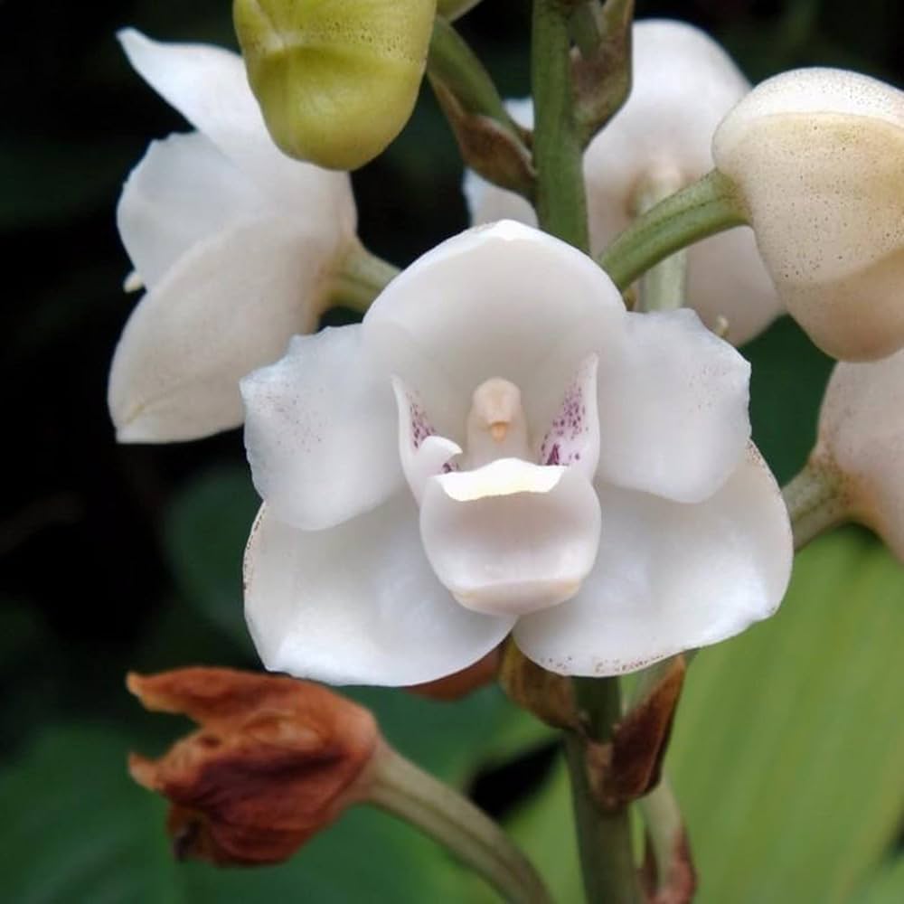 Peristeria Flower seeds for Planting - Low Maintenance, Heirloom & GMO Free Seeds for Home Garden