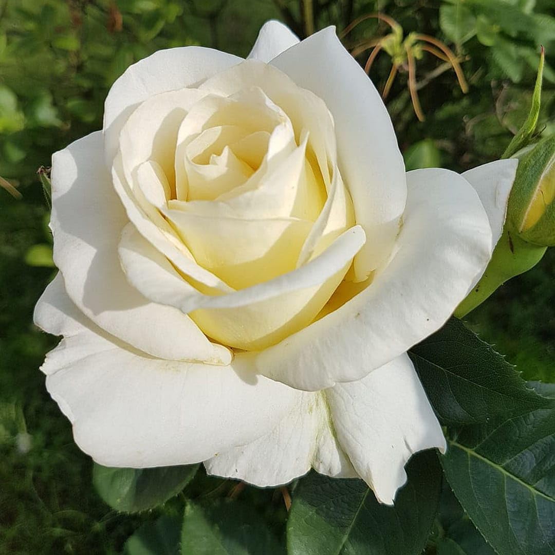 White Holland Rose Flower Seeds for Planting – Wildflower Mix Heirloom & NonGMO Seeds for Home Garden
 
 Sale