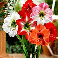 Mixed Colour Amaryllis Barbados Flower Seeds for Planting Compact Growth Heirloom & GMO Free Seeds for Home Garden
 
 Sale