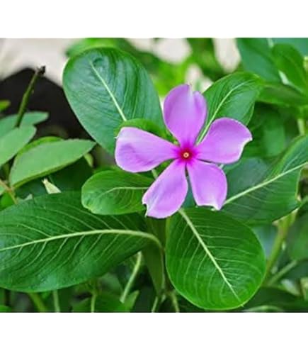 Catharanthus Flower seeds for Planting Garden Favorite Heirloom & GMO Free Seeds for Home Garden