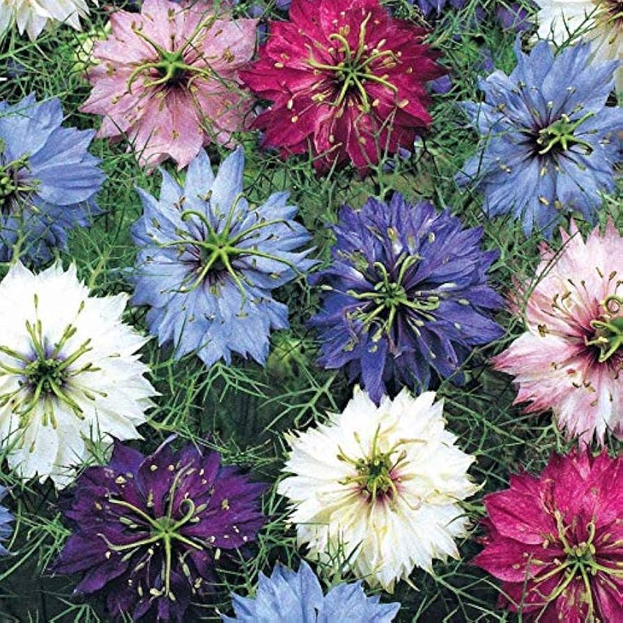 Damascena Flower seeds for Planting - Hardy Variety, Heirloom & GMO Free Seeds for Home Garden