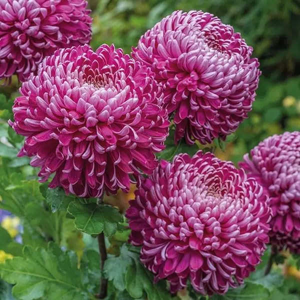 Purple White Chrysanthemum Flower seeds for Planting - Drought Tolerant, Heirloom & GMO Free Seeds for Home Garden