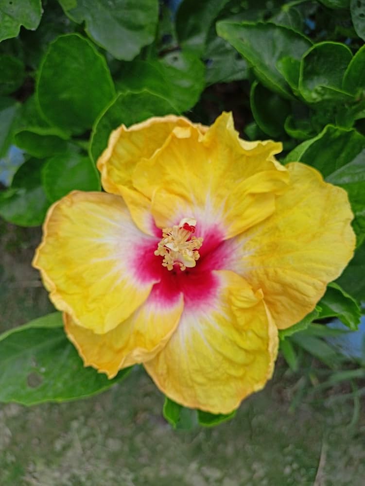 Yellow Hibiscus Flower seeds for Planting Premium Quality Heirloom & GMO Free Seeds for Home Garden 
 
 Sale