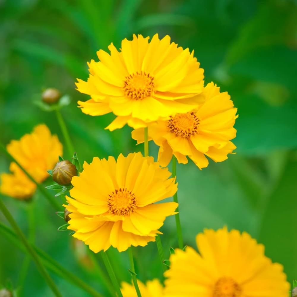 Yellow Coreopsis Flower seeds for Planting - Premium Quality, Heirloom & GMO Free Seeds for Home Garden