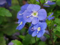 Blue Veronica Repens Flower seeds for Planting - Compact Growth, Heirloom & GMO Free Seeds for Home Garden